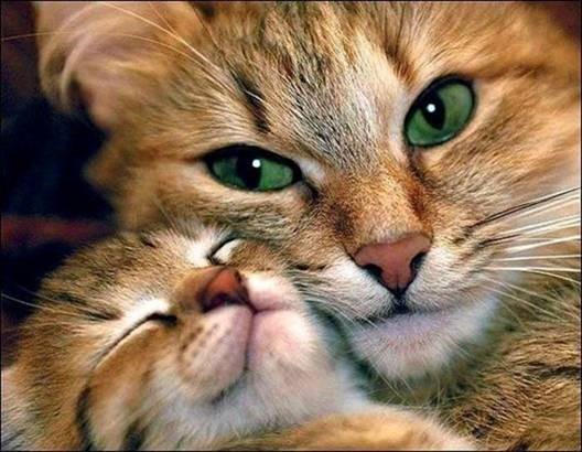 http://www.rondianetyler.com/joke_images/2014-6-1_1m14.jpg