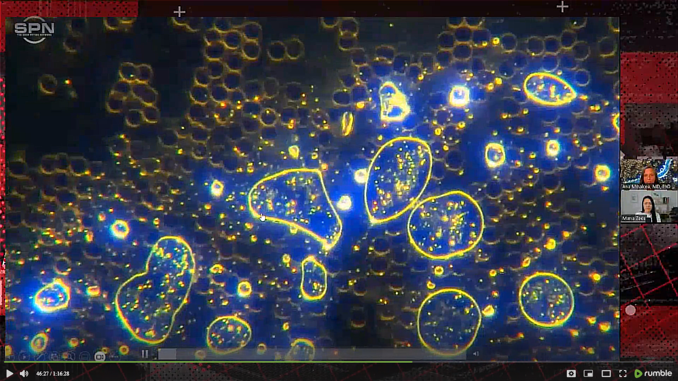 A close-up of a blue and yellow cell

Description automatically generated